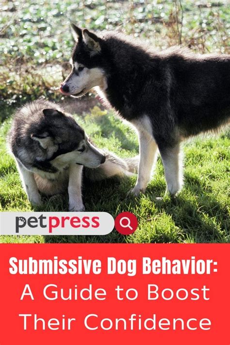 one submissive act|10 Submissive Dog Behaviors to Know .